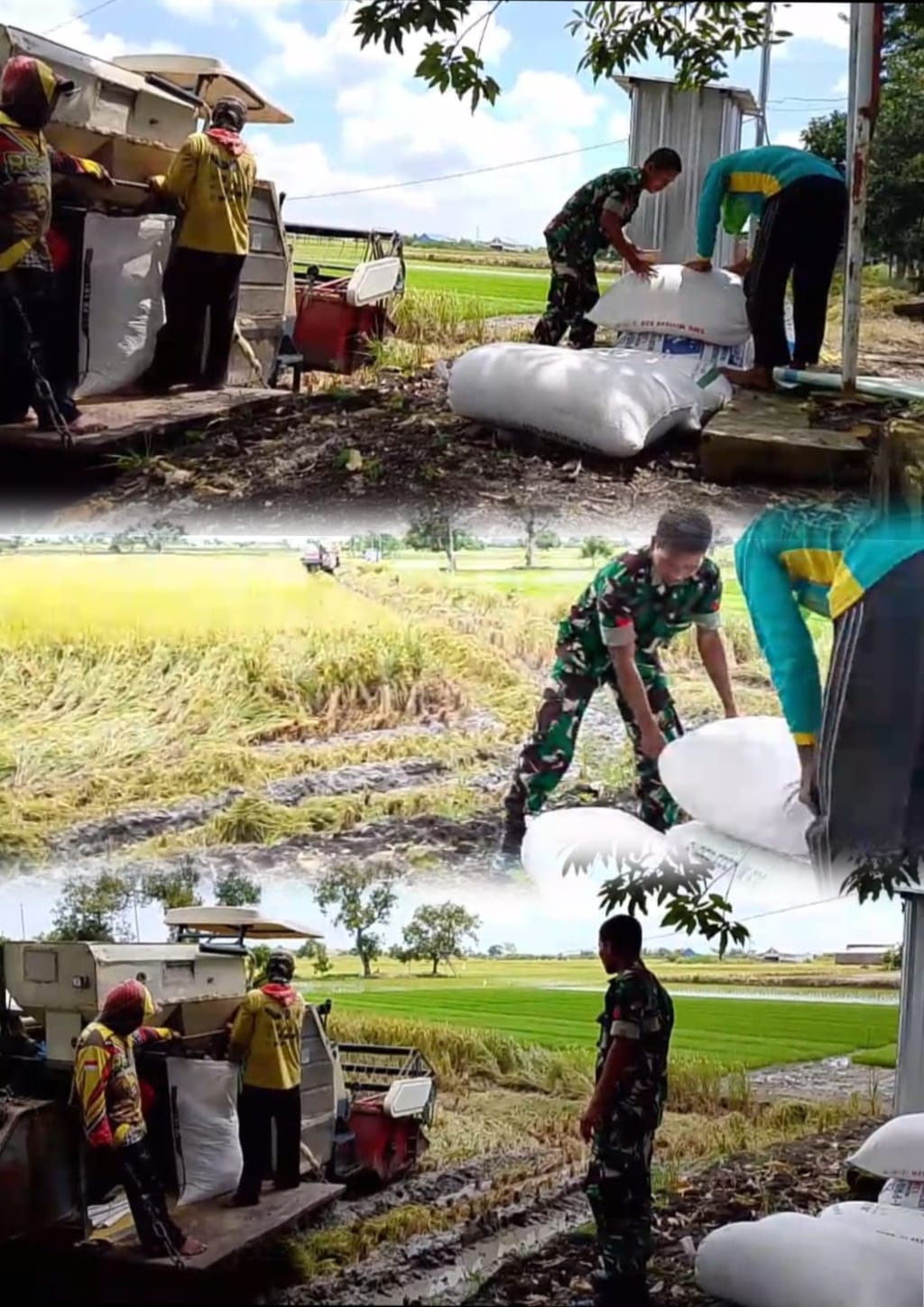 Dorong Peningkatan Kualitas Hasil Panen, Koptu Sugiyo Sambangi Lahan Sawah Petani Binaan
