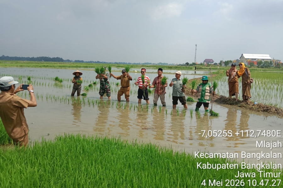 Plt Kepala Dinas P2KP Bangkalan Sosialisasi Tanam Benih Padi Varietas Biofortifikasi di Mlajah Timur
